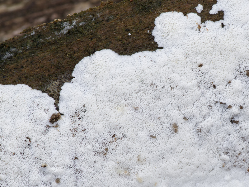 Skeletocutis papyracea Skeletocutis papyracea